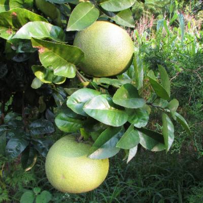 Organic Food 15