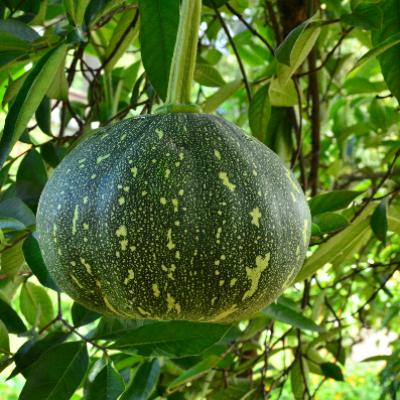 Organic Food 24