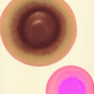 Osho Art 25