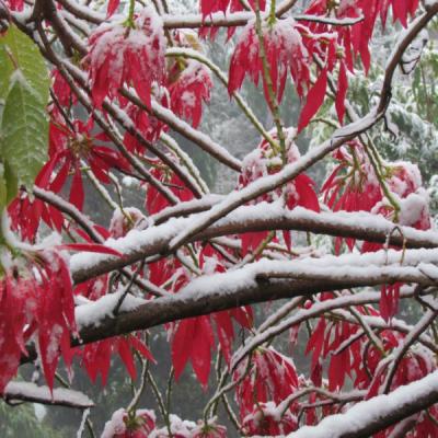 First Snow 4