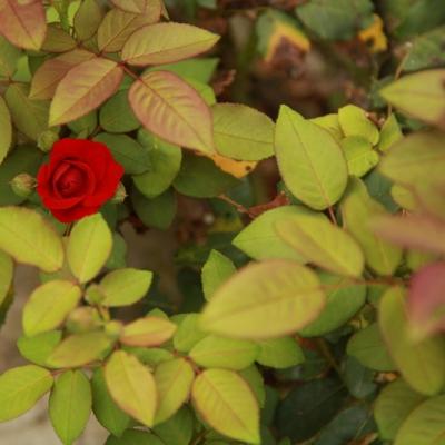 Flora 10