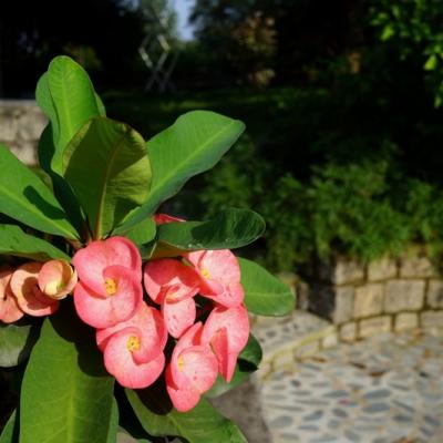 Flora 21