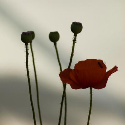 Flora 24