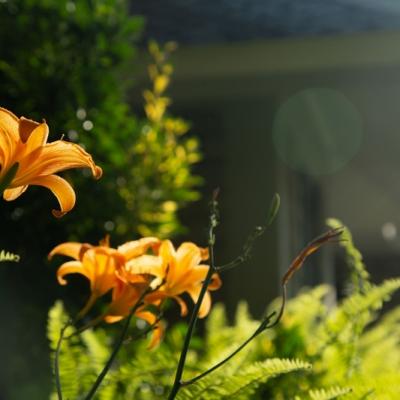 Flora 7