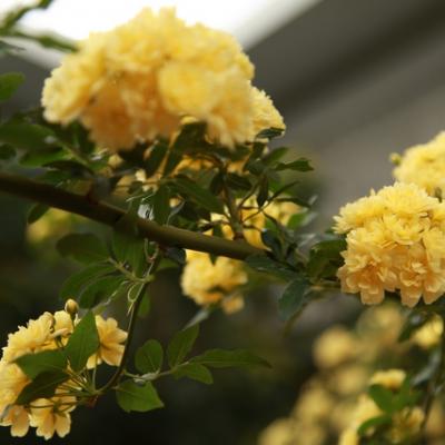 Flora 9
