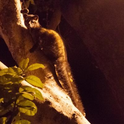Fauna 11