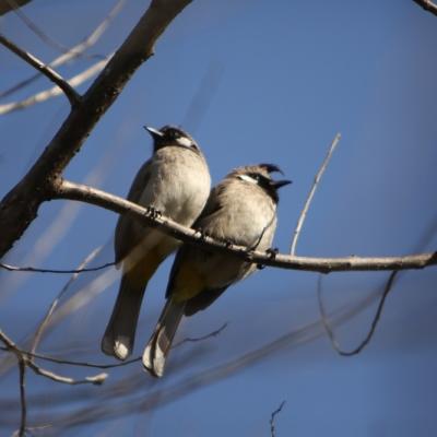 Fauna 17