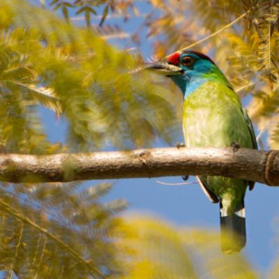 Fauna 18