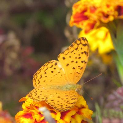 Fauna 27